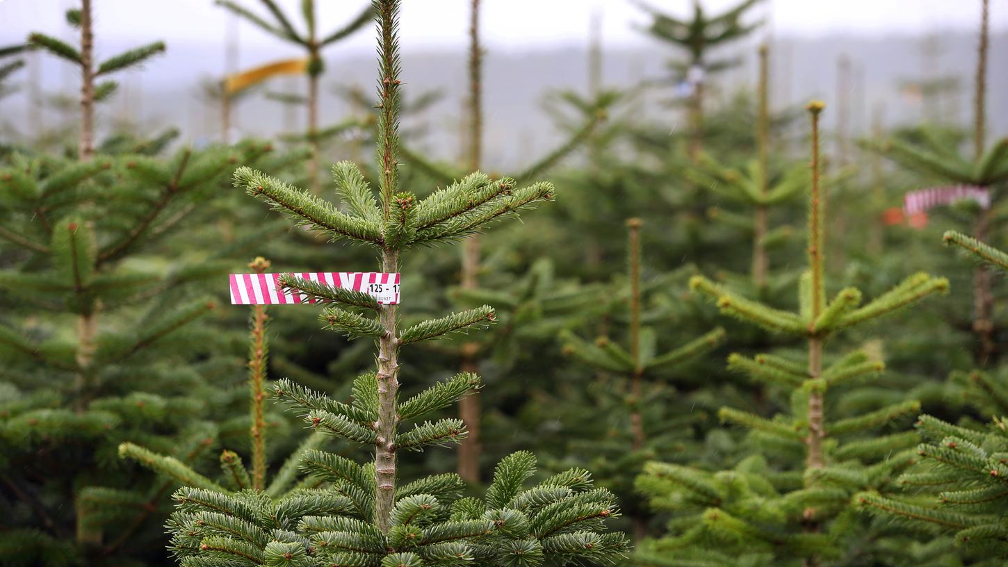 Erst heiß  begehrt, dann Biomüll: Nach dem Jahreswechsel sammeln Vereine und Organisationen Weihnachtsbäume ein.