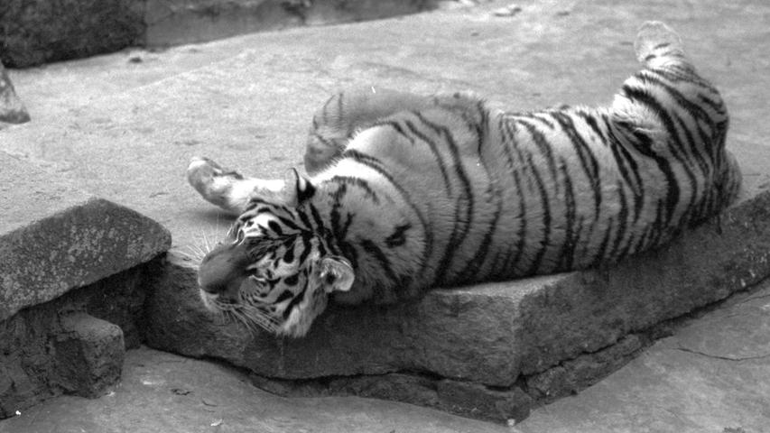 Wohlig aalt sich der Tiger in der Kälte. Von seiner Heimat Sibirien ist er die Temperaturen bis 40 Grad minus gewöhnt. Hier geht es zum Kalenderblatt vom 10. Dezember 1968: Große Kälte – heißes Blut