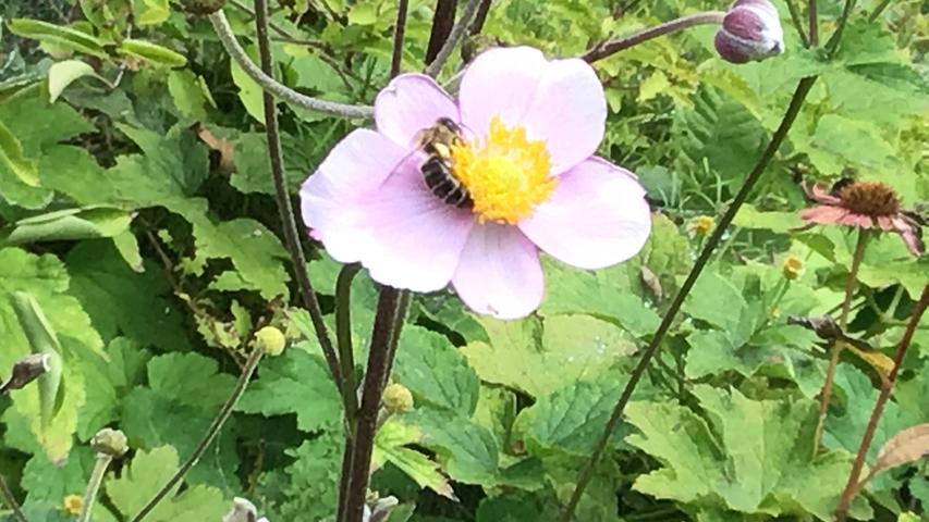 Lana Fuijkschot: "Mein Foto zeigt, wie sehr Erlangen mein Zuhause ist, da ich Natur mag und sie mich irgendwie beruhigt.(...) Die Biene bringt die Pollen zur nächsten Blüte, damit diese schön sein und wachsen kann.(...) Dann kann die andere Blume wachsen und dann gibt es viele schöne Blumen überall in Erlangen. Ich habe das Foto ausgesucht, weil es mich glücklich macht, und ich habe ein glückliches Gefühl, weil es mich an Zuhause erinnert, weil ich an Eukalyptusbäume denke."