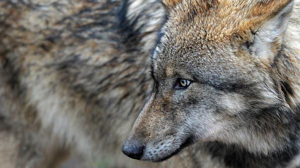Derzeit fallen zwar noch alle Vorführungen und Fütterungen aus, jedoch darf das Außengelände des Wildparks Schloss Tambach theoretisch sogar bei einer Inzidenz über 100 besucht werden. Davon ist man in den Sommerferien allerdings noch weit entfernt. Einem schönen Familienausflug steht also nichts im Wege.