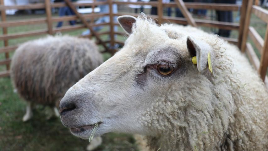 Schafe, Schmuck und Streetwear: Der Winterkiosk Auf AEG