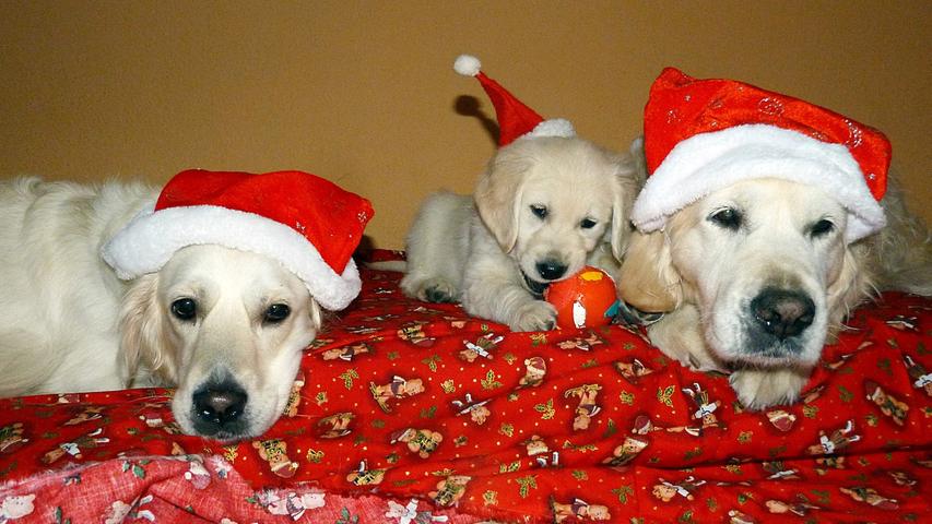 Tierische Nikoläuse: Das sind die süßesten Weihnachtshunde