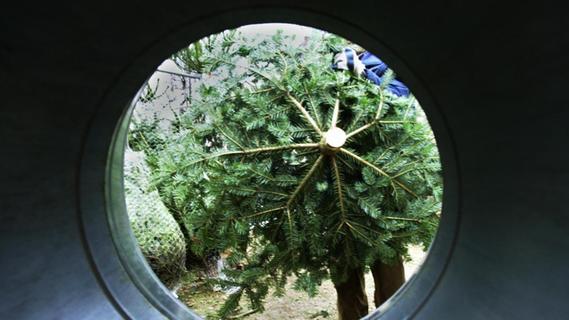 Tannen-Trend: Der Bio-Weihnachtsbaum wird immer beliebter