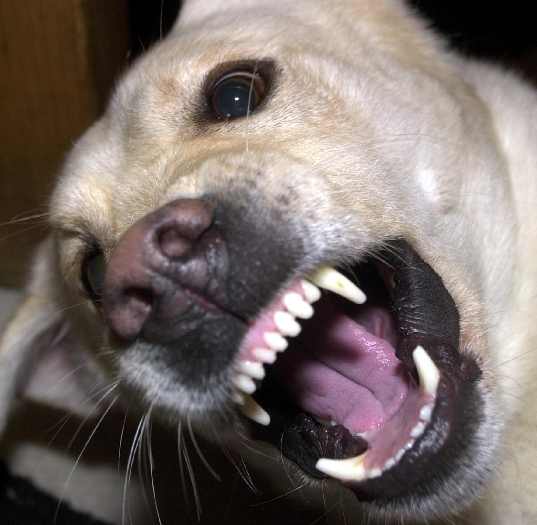 Labrador biss Hund tot Tier läuft weiterhin frei herum Treuchtlingen
