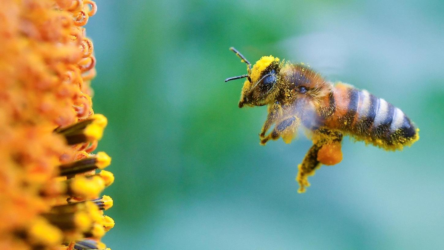 Volksbegehren: Fürther Bündnis will die Bienen retten