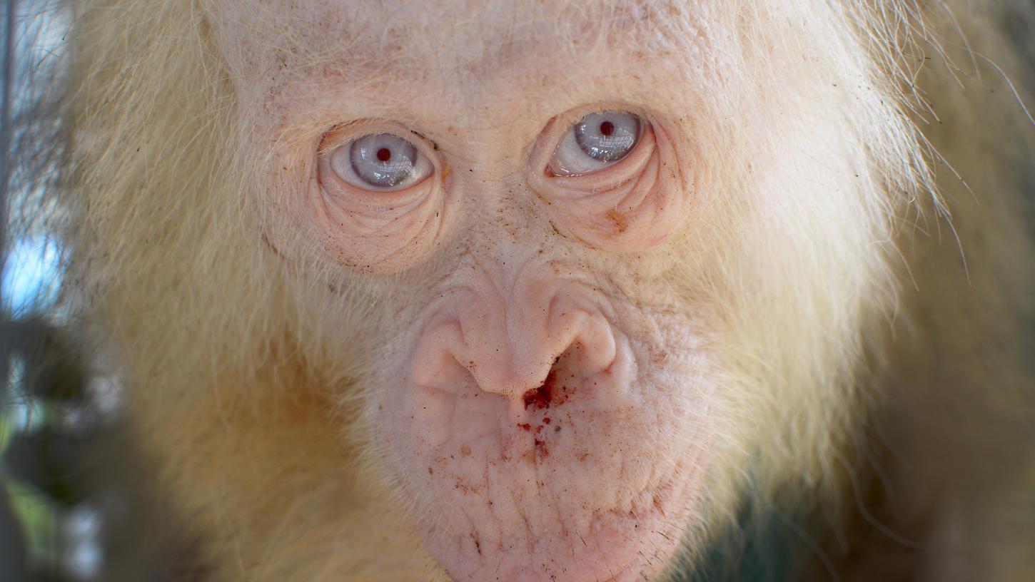 Der vermutlich einzige weiße Orang-Utan der Welt, ein Weibchen namens Alba, in einer Auffangstation der "Borneo Orangutan Survival Foundation" auf Borneo (Indonesien) darf zurück in die Freiheit.