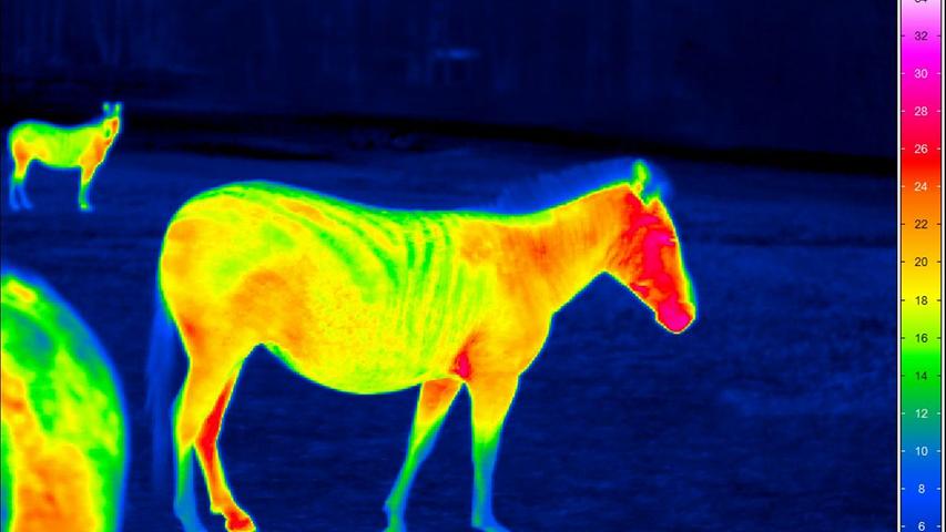 Durch die Wärmebildkamera sieht ein Zebra so aus: Die höheren Körpertemperaturen am Kopf und am linken Hinterbein sind rot, die kühleren Bereiche blau wiedergegeben. Die Streifen des Zebras sind unterschiedlich warm, wie die Grünfärbung zeigt