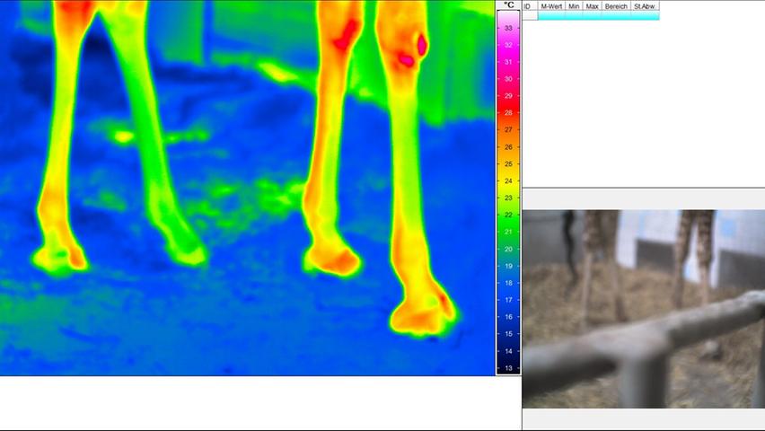 Wärmebildfotografien von Kniegelenken eines Straußes oder einer Giraffe geben bis auf eine Stelle hinter dem Komma genau an, welche ...
