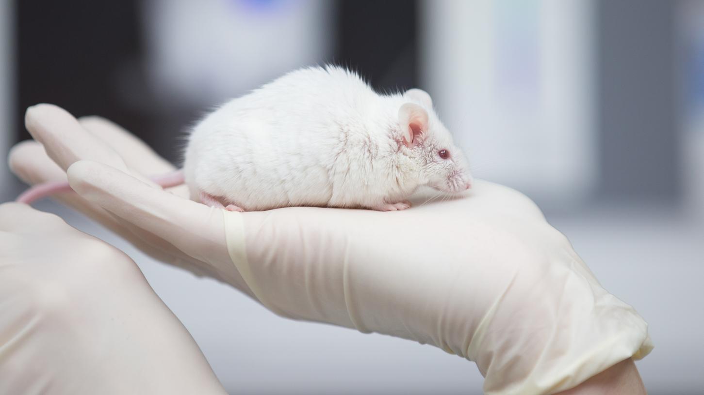 Eine wissenschaftliche Mitarbeiterin einer tierexperimentellen Forschungseinrichtung hat in einem Labor eine Maus in der Hand. Eine wissenschaftliche Mitarbeiterin einer tierexperimentellen Forschungseinrichtung hat in einem Labor eine Maus in der Hand.
