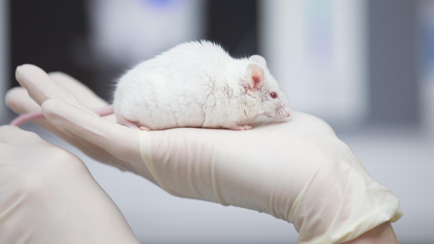 Eine wissenschaftliche Mitarbeiterin einer tierexperimentellen Forschungseinrichtung hat in einem Labor eine Maus in der Hand.