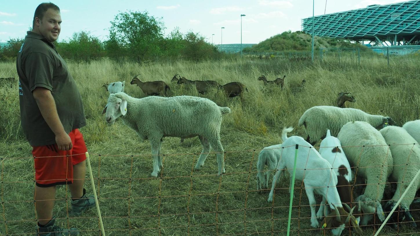 Schafe und Hirten machen sich auch in ERH rar