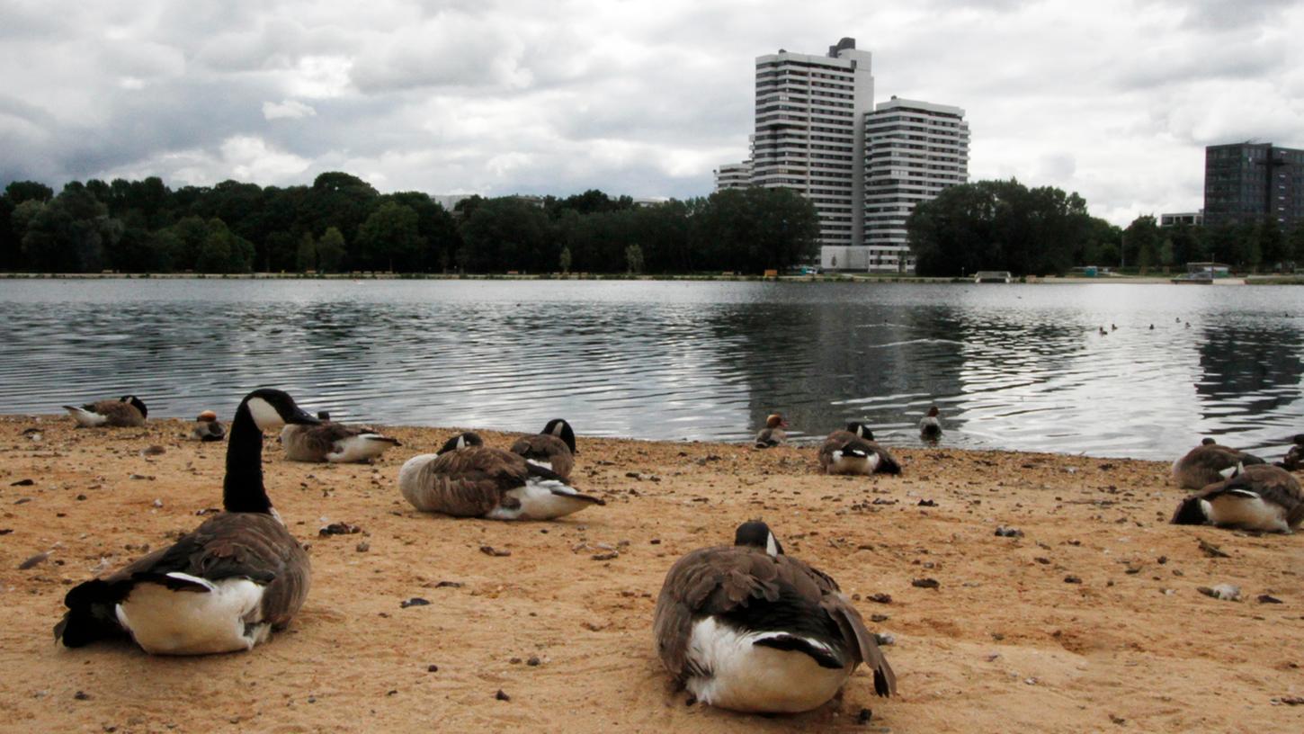 In den vergangenen Jahren haben sich die Wildgänse in Bayern rasant vermehrt, in vielen Regionen werden sie zu einer echten Plage und zu einem großen Problem - wie hier die Kanadagänse am Wöhrder See in Nürnberg.