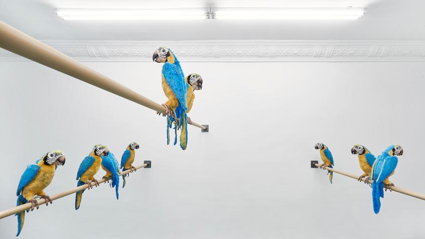 Alle Vöglein sind schon da... "Dirty Parrots" heißt die Installation von Gerrit Frohne-Brinkmann, die ab 16. November im Kunstpalais Erlangen zu sehen sein wird. Gezeigt werden sie zeitgleich mit den Werken von Grace Weaver.