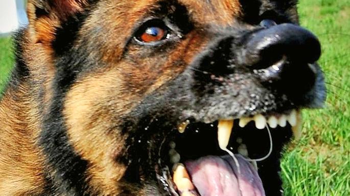 Ein Schäferhund hat ein Mädchen in den Hintern gebissen.
Ein Schäferhund hat ein Mädchen in den Hintern gebissen.