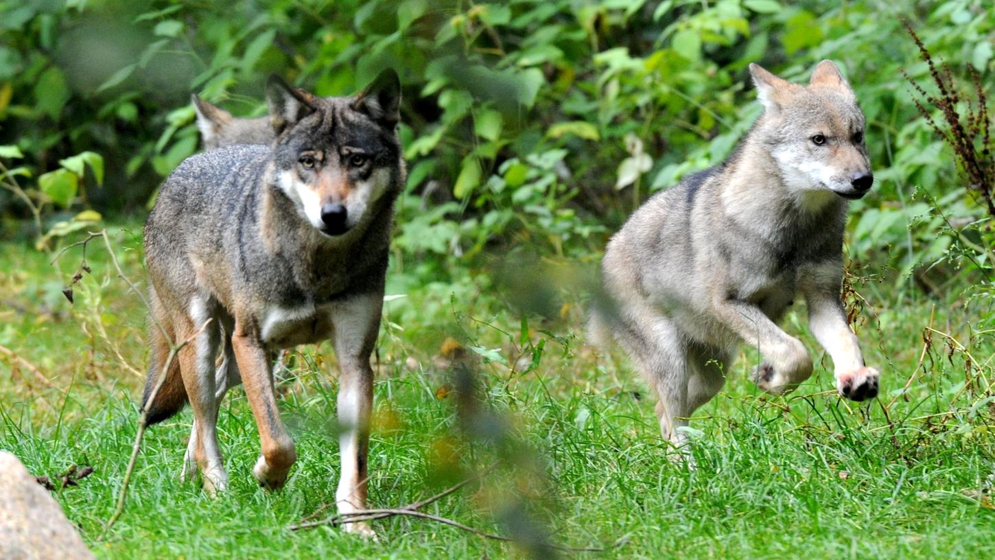 Gericht: Rodewalder Wolf darf abgeschossen werden
