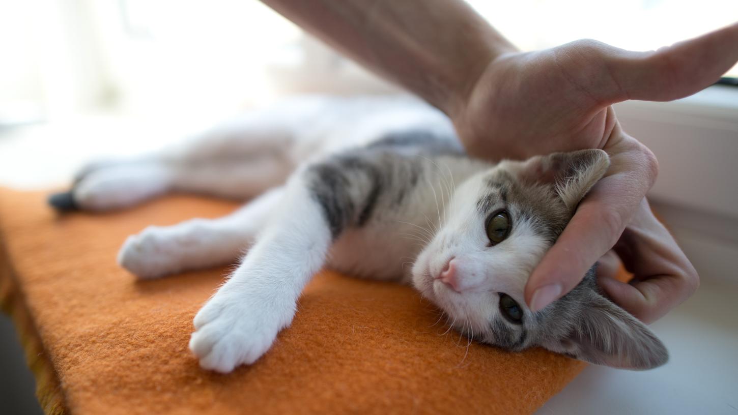 Katzen haben ein sehr gutes Gehör und können Schäden von den lauten Böllern und Silvesterkrachern erleiden.