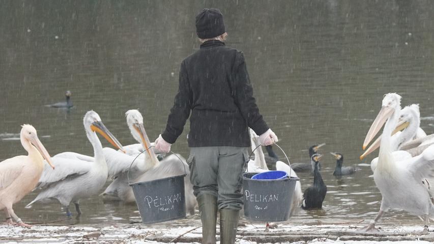 Die Pelikane im Nürnberger Tiergarten können es kaum erwarten, bis die Pflegerin mit den Leckereien-Eimern da ist.