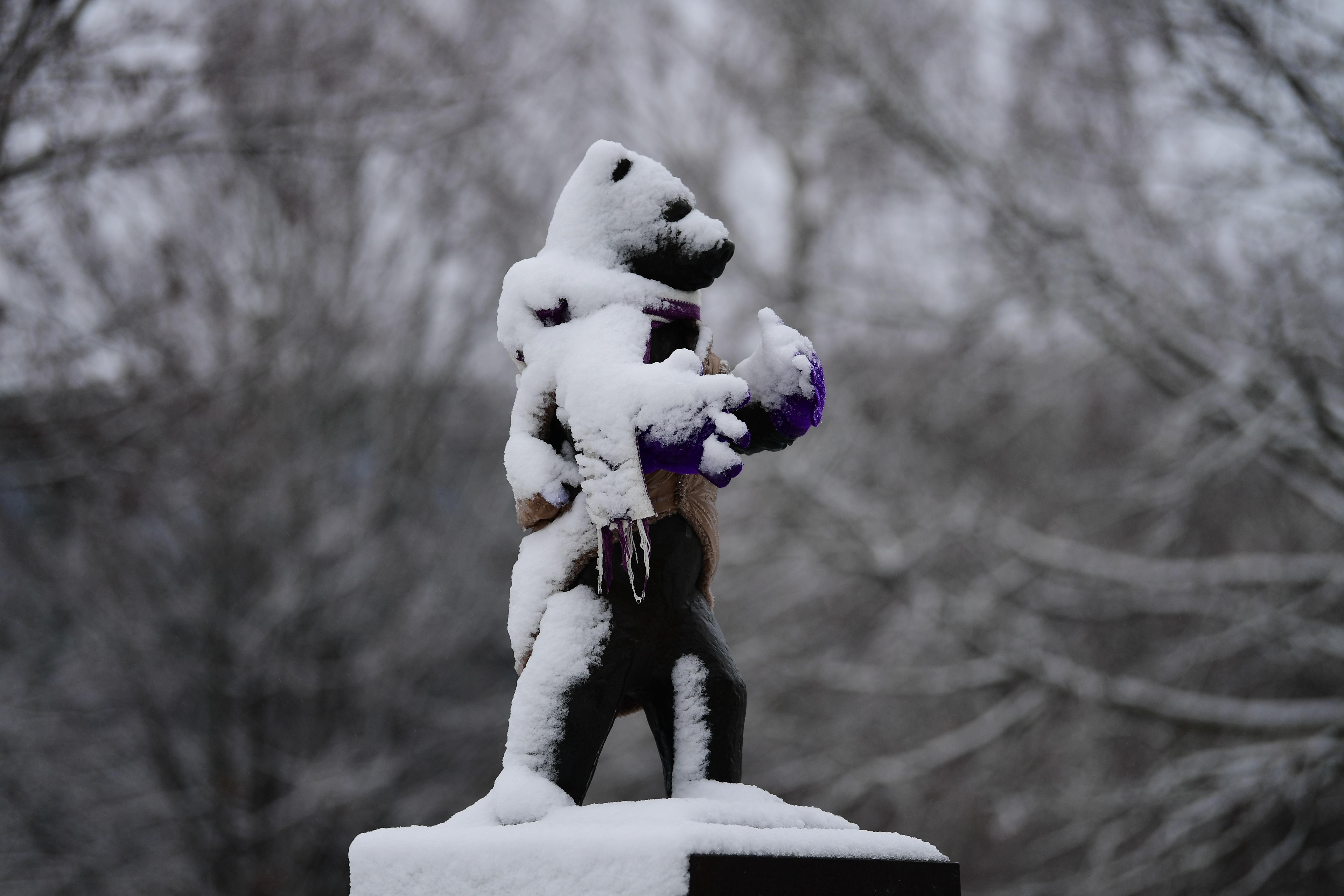 Der Bär macht auch bei Schneefall bella figura: Wirkt er hier nicht bereits wie sein eigenes Denkmal?