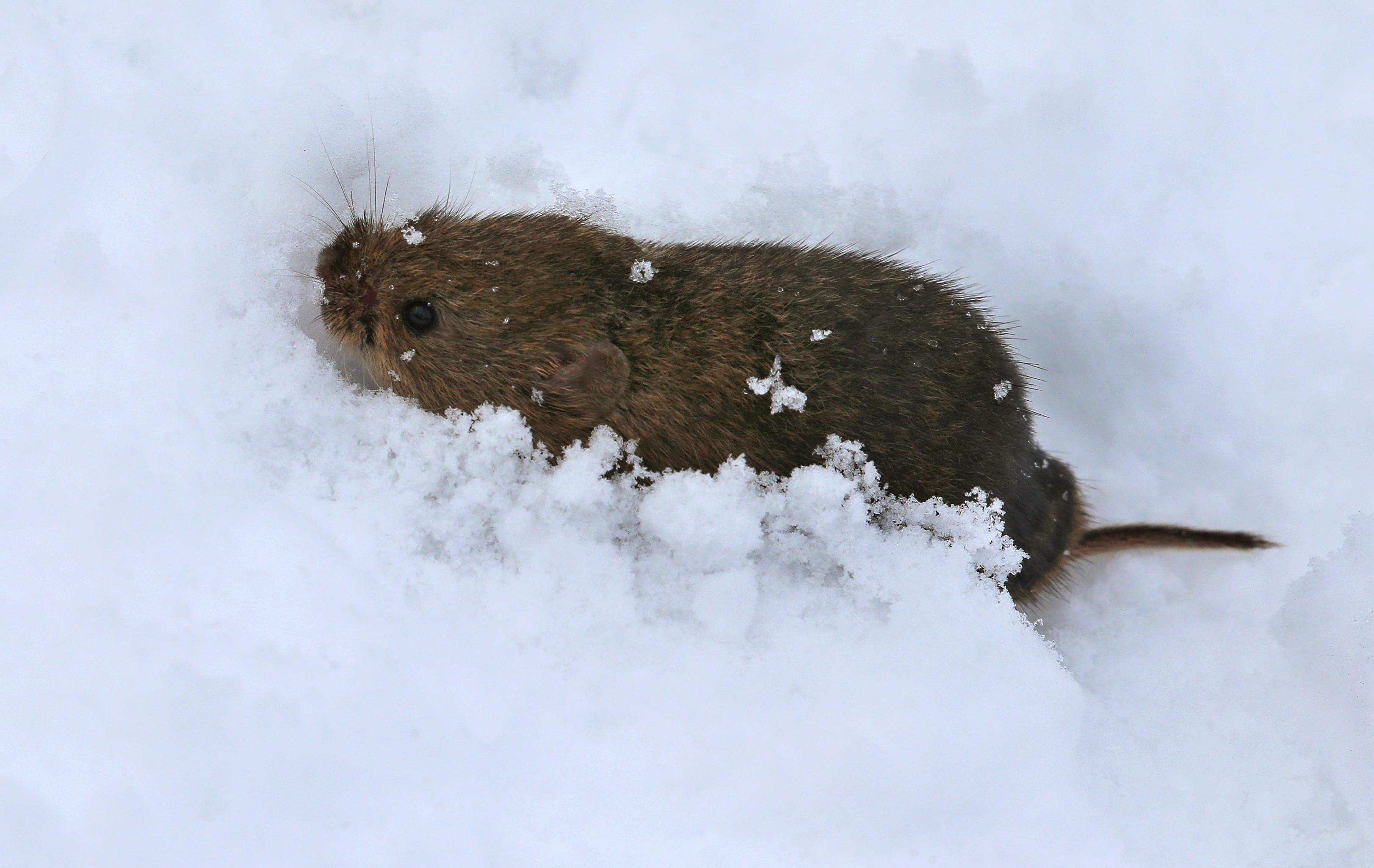 Eine tapfere Maus wühlt sich in Oberstdorf durch die weiße Pracht.