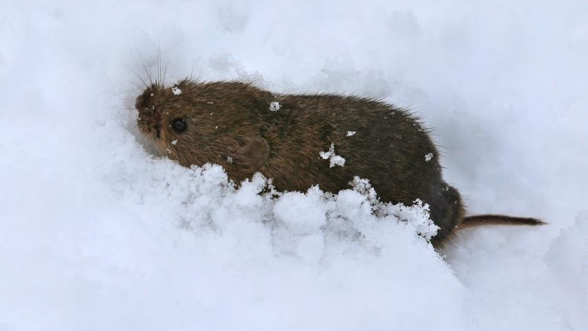 Eine tapfere Maus wühlt sich in Oberstdorf durch die weiße Pracht.