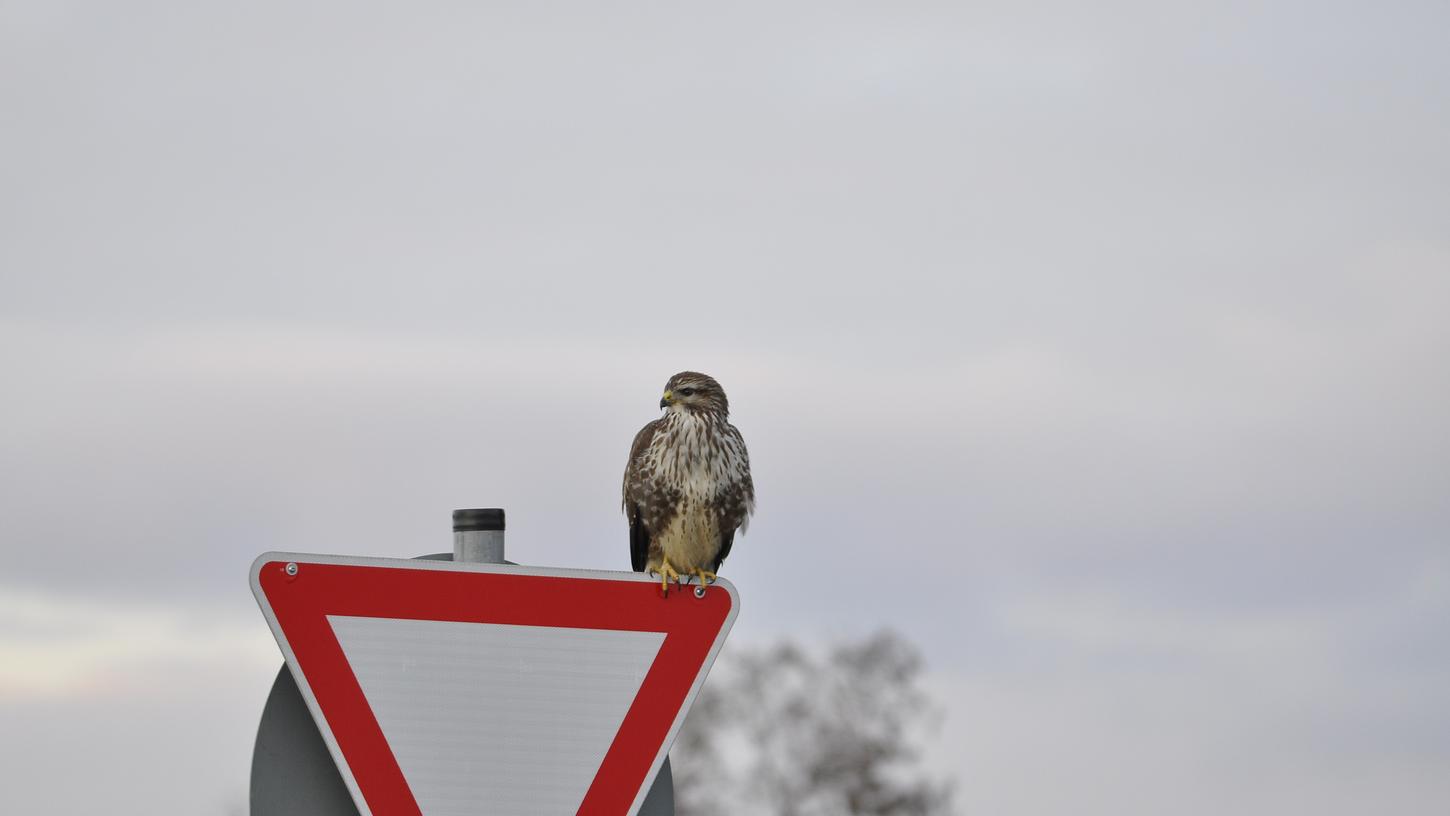 Achtung Bussard: Ein solcher Raubvogel hat bei Gremsdorf einen Auffahrunfall ausgelöst.
