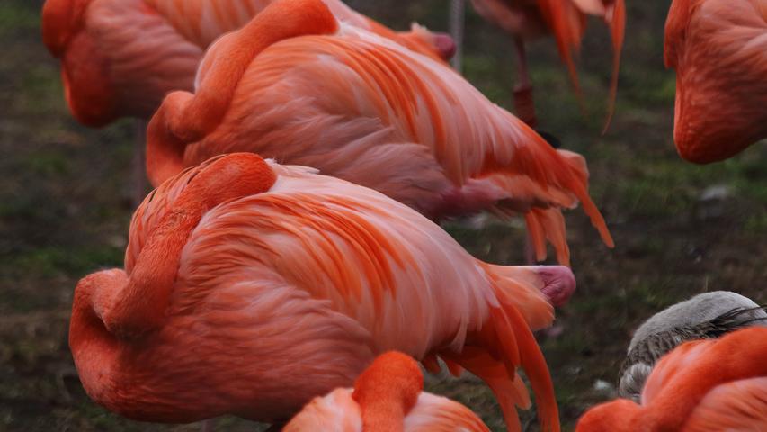 Diese Flamingos haben ihre Köpfe zum Schlafen in ihr leuchtendes Gefieder gesteckt.
