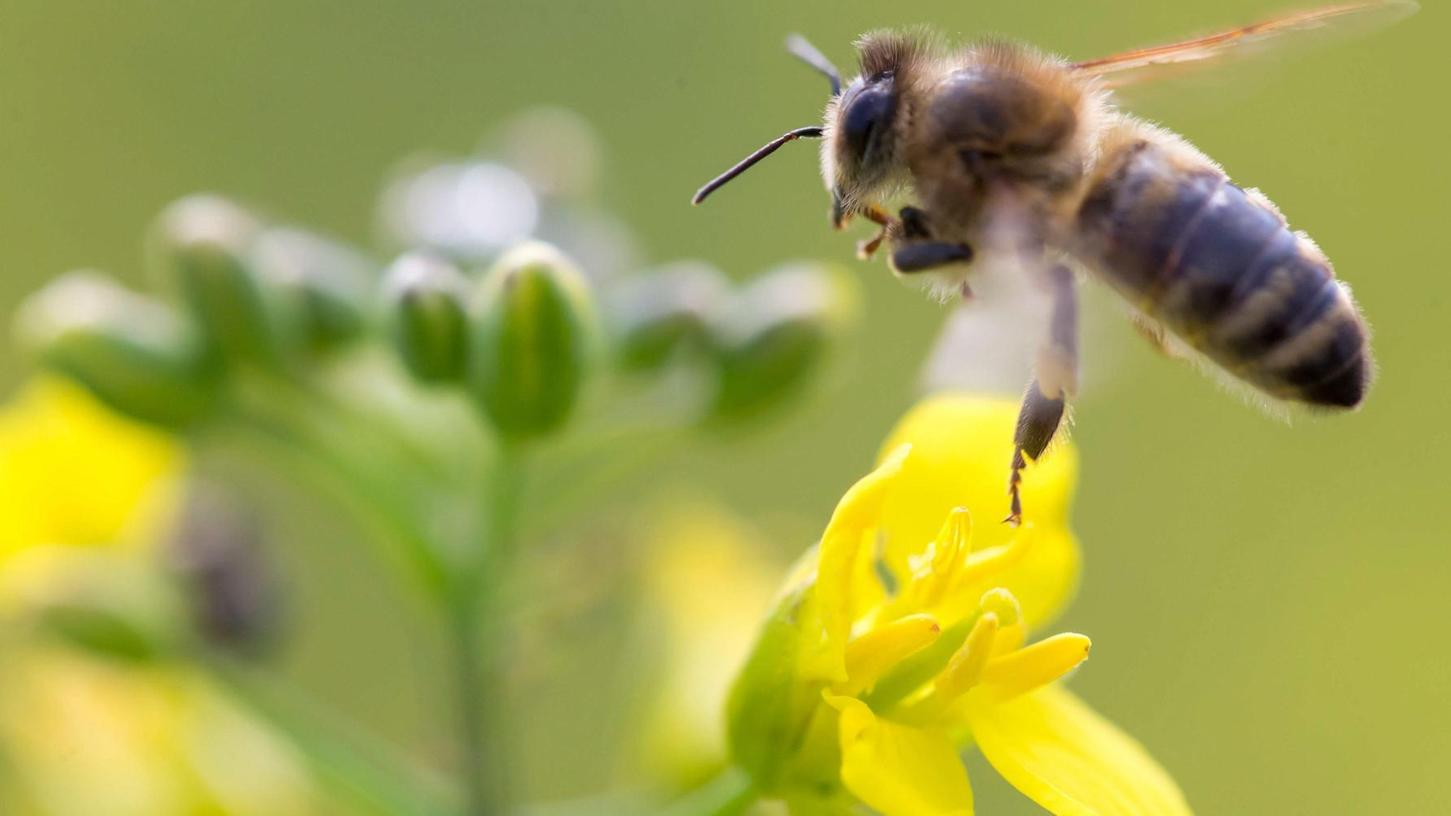 Roth: Aktionsbündnis setzt sich für Bienen ein