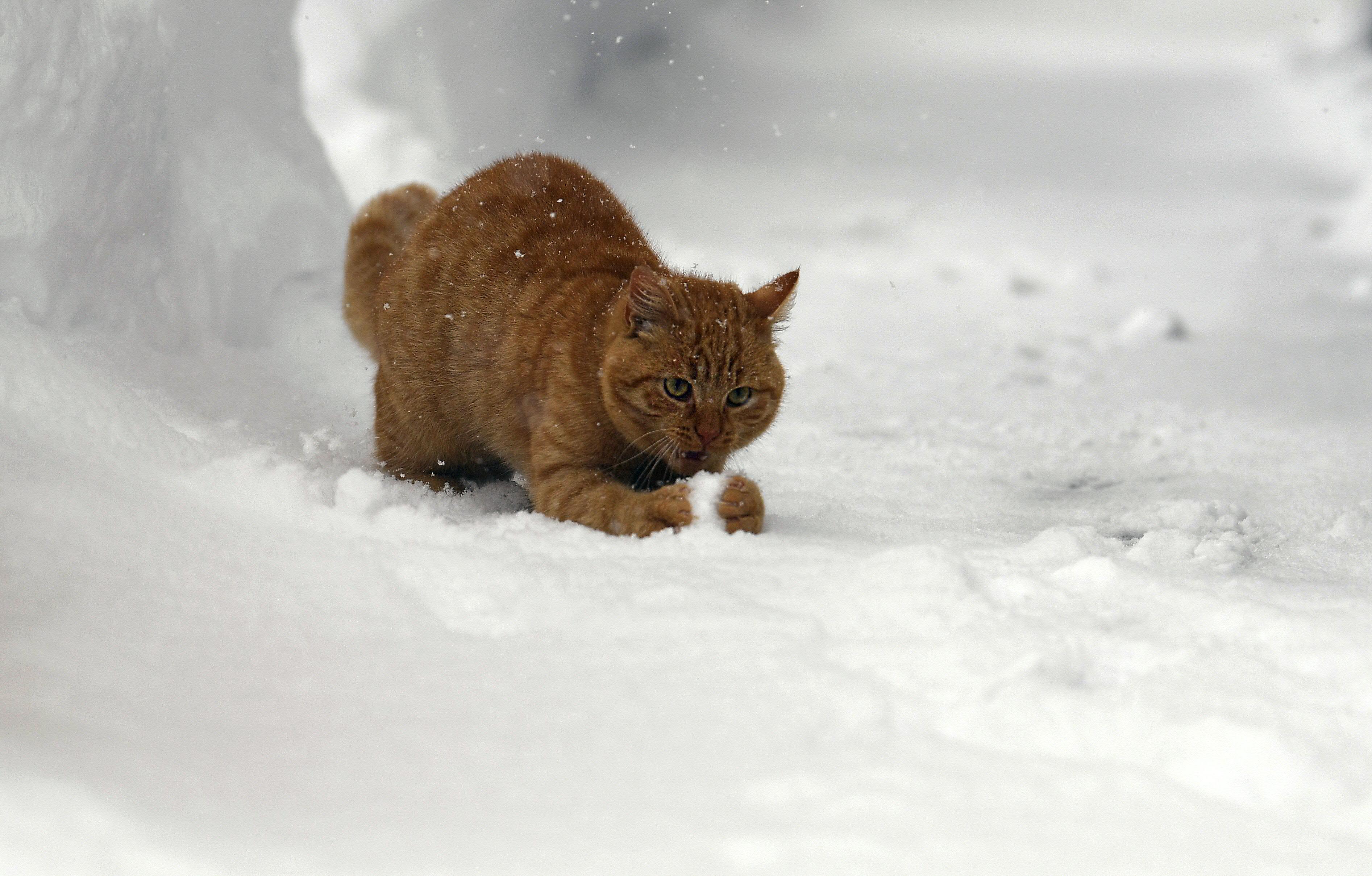 Während sich viele Kinder und Tiere noch draußen vergnügen, haben die Schneemassen bereits gefährliche Ausmaße erreicht.