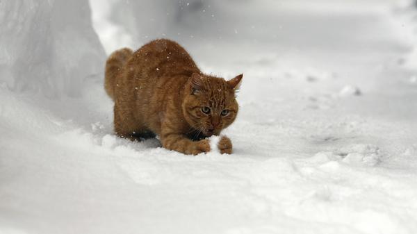 Während sich viele Kinder und Tiere noch draußen vergnügen, haben die Schneemassen bereits gefährliche Ausmaße erreicht.