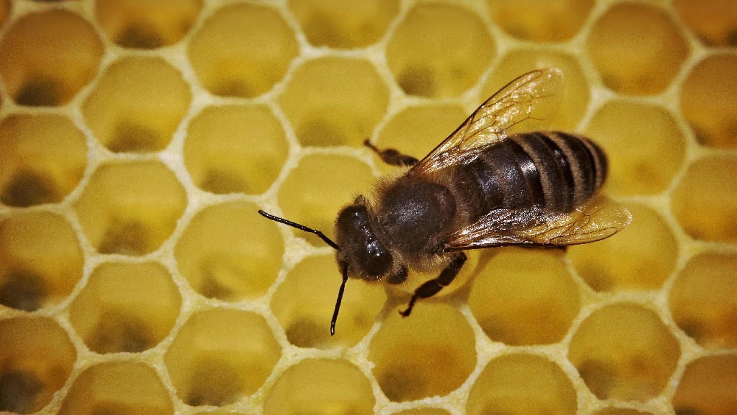 Erlanger Bündnis wirbt für Bienen-Volksbegehren