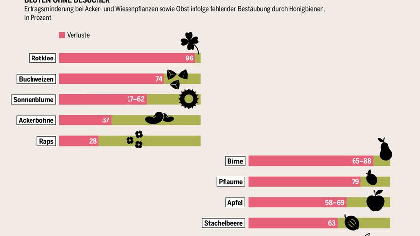 Seit 1980 hat sich der Bestand an Vogelarten in Deutschland in etwa halbiert, 41 Prozent der Waldbienenarten sind hierzulande gefährdet, ebenso wie vier von fünf Grünlandbiotypen. Was durch den Rückgang der Bienenpopulation droht, zeigt diese Infografik.