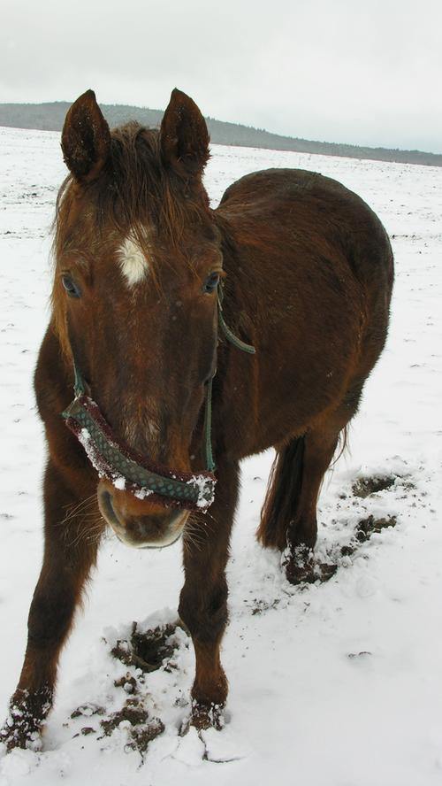 Dieses Pferd auf einer Wiese bei Wolfsbronn findet den Fotografen gerade spannender als den Schnee.