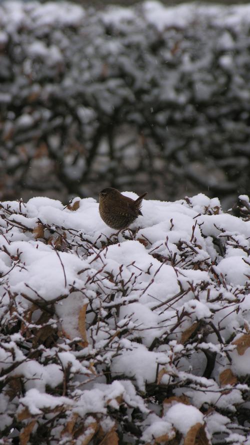Das kleine Vögelchen hat sich gegen die Kälte ganz schön aufgeplustert.