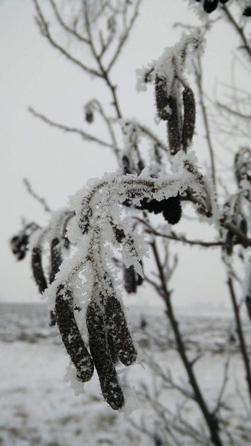Winterzeit für Flora und Fauna: Kleine Schneehäubchen auf den noch vorhandenen Pflanzen ergeben hübsche Fotomotive.
