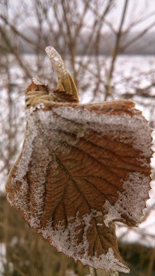 Winterzeit für Flora und Fauna: Kleine Schneehäubchen auf den noch vorhandenen Pflanzen ergeben hübsche Fotomotive.