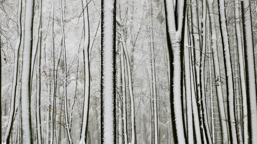 Ein Farbbild in Schwarzweiß: Der winterliche Wald am Deckersberg bei Happurg.