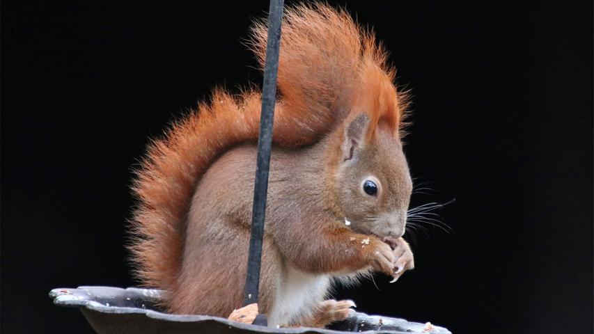 Ein Eichhörnchen auf der Schaukel: Der findige Nager hat ein Futterplätzchen gefunden