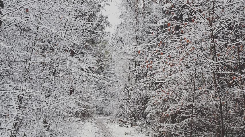 Was gibt es Schöneres als einen Spaziergang mit seinem Hund durch den Winterwald? Das dachte sich auch Tanja Bimüller.