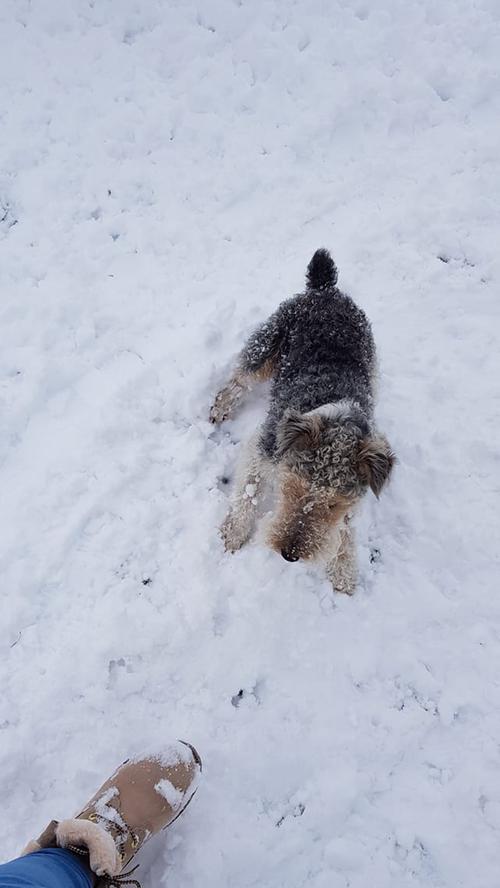 Marie Sophie war heute mit ihrem Hund im verschneiten Ursheim unterwegs.