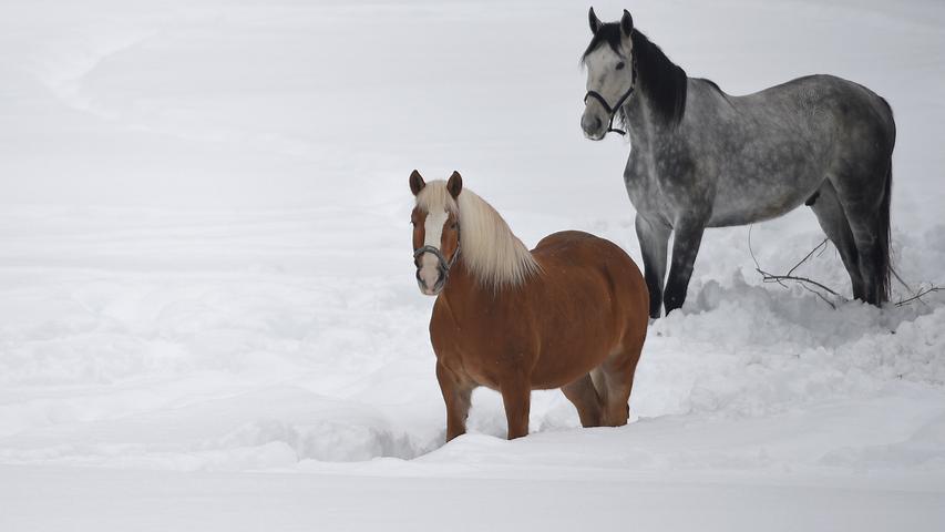 Diese Pferde sehen trotz der Schneemassen recht unbeeindruckt aus, stehen aber bis zum Sprunggelenk im Schnee.