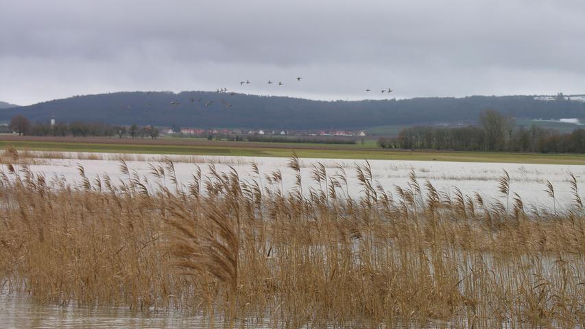 Normalerweise begrenzt das Schilf das Flussufer, nun steht es in den Altmühlwiesen bei Unterasbach mitten im Wasser.