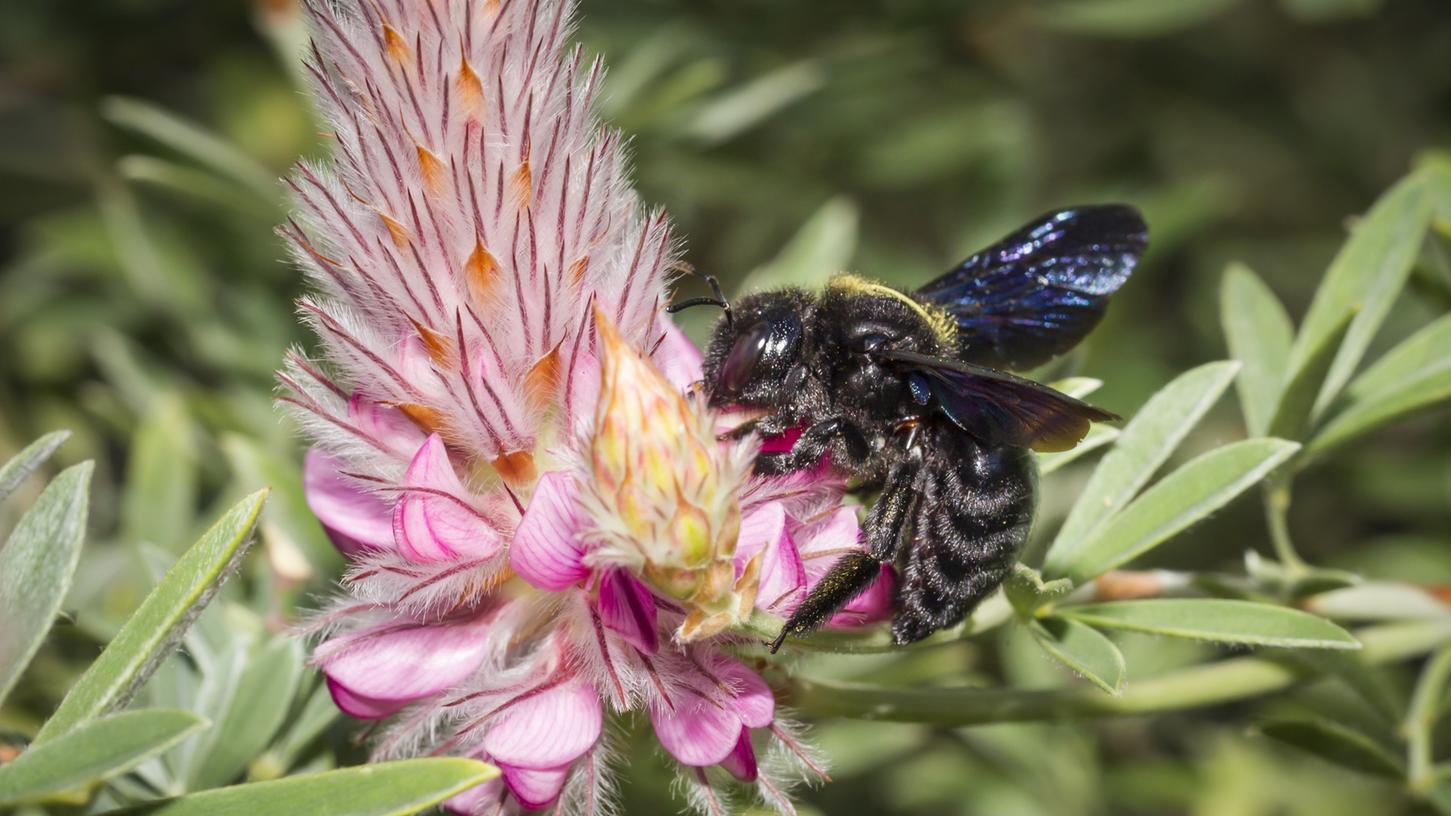 Ein Aktionsbündnis hat sich zur Unterstützung des Volksbegehrens "Rettet die Bienen" im Landkreis Fürth gegründet.