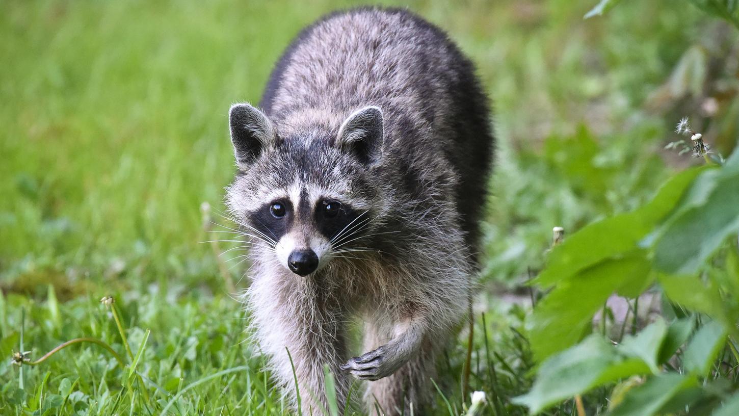 Da der Waschbär in Deutschland keine natürlichen Feinde hat, kann er sich ungestört ausbreiten und stellt damit auch eine Gefahr für heimische Tiere dar.