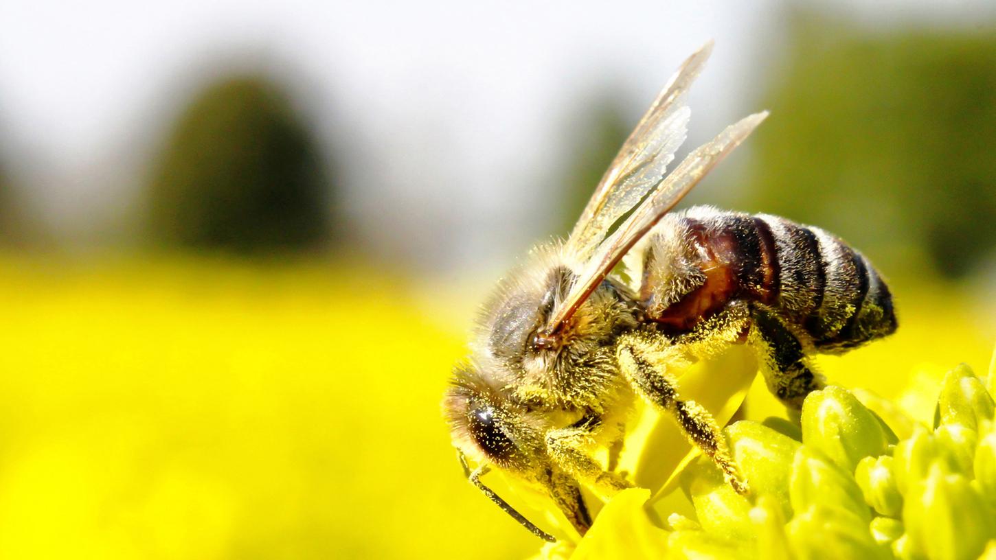 Bienen-Volksbegehren: Hier geben Sie Ihre Stimme ab