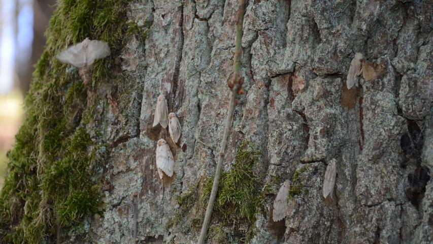 Nur wenige Wochen nach dem Kahlfraß gab es im Gunzenhäuser Burgstallwald ein großes Geflatter: Millionen von Schwammspinner-Schmetterlingen waren dort mit der Fortpflanzung beschäftig.