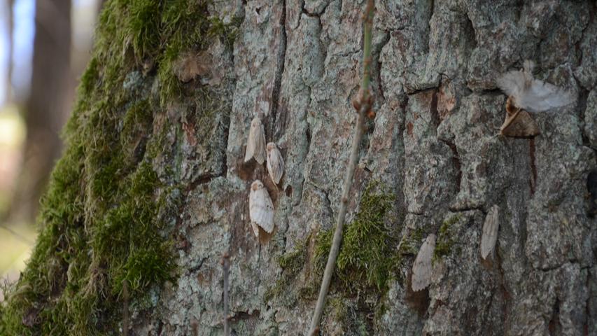 Nur wenige Wochen nach dem Kahlfraß gab es im Gunzenhäuser Burgstallwald ein großes Geflatter: Millionen von Schwammspinner-Schmetterlingen waren dort mit der Fortpflanzung beschäftig.