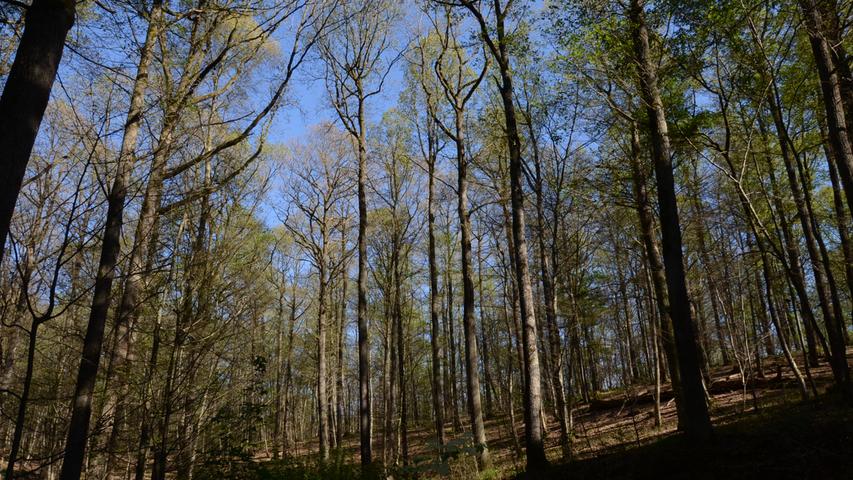 Einen apokalytischen Anblick bot der Gunzenhäuser Burgstallwald nachdem die Rauben des Eichenschammspinners im Frühjahr über die frischen Blätter hergefallen waren.