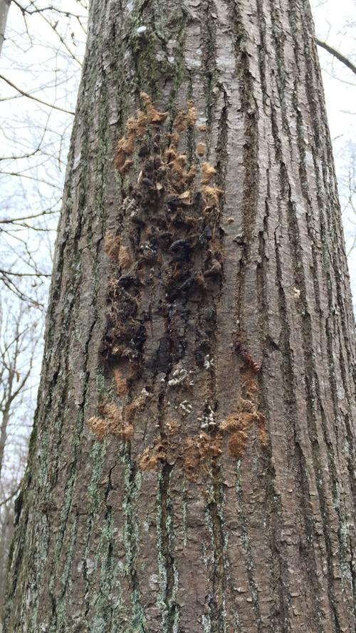 Alte und neue Gelege hängen an diesem Baum, dazwischen aber auch eine frohe Kunde für die Forstleute: Eier von Schlupfwespen, die natürlichen Feinde des Schwammspinners.