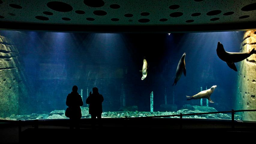 Die Unterwasser-Leuchten der Delfinlagune werden kurz angeschaltet: Und schon tauchen die neugierigen Seelöwen an der großen Panorama-Scheibe des "Blauen Salons" auf.