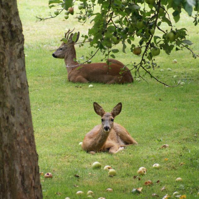 Foto: Erich Neidhardt Motiv: Rehe Burgstallwald Leonhardsruhstraße Garten AB 8/2016 Foto: Erich Neidhardt Motiv: Rehe Burgstallwald Leonhardsruhstraße Garten AB 8/2016